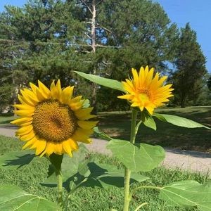 Meet your Posher, Rich